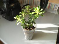 Лот: 8473694. Фото: 2. Аихризон-дерево любви. Комнатные растения и уход