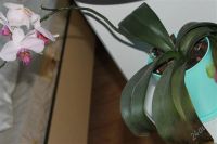 Лот: 2408068. Фото: 2. Орхидея 2. Комнатные растения и уход