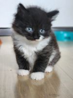 Лот: 25665310. Фото: 5. Очаровательные котята