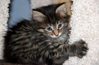 Лот: 12181223. Фото: 2. Котята Курильский бобтейл. Животные и уход
