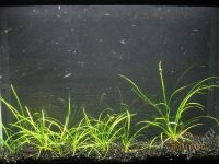 Лот: 604612. Фото: 2. эхинодорус тенелиус. Аквариумистика