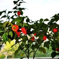 Лот: 13682903. Фото: 5. Carolina Reaper (Каролина рипер...