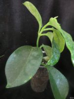 Лот: 13593182. Фото: 4. Hoya magnifica. Красноярск