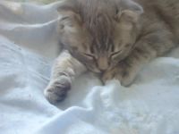 Лот: 4279827. Фото: 5. Ласковый шотландский котёнок!