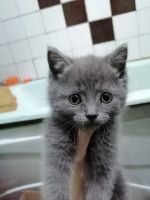 Лот: 21179952. Фото: 4. Котёнок. Красноярск