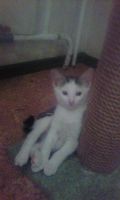 Лот: 7992261. Фото: 4. Котята. Красноярск