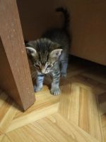 Лот: 21090797. Фото: 3. Котята умные ласковые красивые... Растения и животные