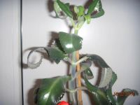 Лот: 3744892. Фото: 2. Каланхоэ лекарственный. Комнатные растения и уход