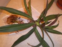 Лот: 812884. Фото: 2. Рео ,большой отросток с корнями... Комнатные растения и уход