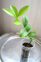 Лот: 5901480. Фото: 2. Лимон Мейера, укоренённый черенок. Комнатные растения и уход