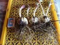 Лот: 1090023. Фото: 2. Луковицы Лилий Анна. Семена, рассада, садовые растения