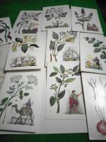 Лот: 17144820. Фото: 2. Набор открыток пряных растений... Открытки, билеты и др.