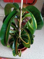 Лот: 25886693. Фото: 2. Кротон Рамс Хорн. Комнатные растения и уход