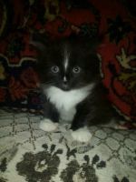 Лот: 12134015. Фото: 2. Котята. Животные и уход
