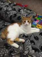 Лот: 7627060. Фото: 2. Курильский бобтейл, котик, котенок. Животные и уход