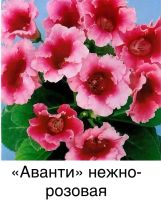 Лот: 21145378. Фото: 2. Глоксиния. Комнатные растения и уход
