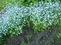 Лот: 3213834. Фото: 2. незабудка - 10шт перезимовавших... Семена, рассада, садовые растения
