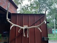 Лот: 14571572. Фото: 4. Рога. Красноярск