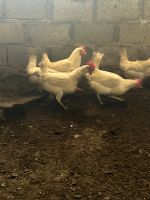 Лот: 20994177. Фото: 2. Куры несушки. Продукты