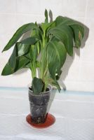 Лот: 5837351. Фото: 2. Канна желтая в крапинку. Комнатные растения и уход