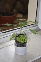 Лот: 4182191. Фото: 2. Абутилон пестролистный (мозаика... Комнатные растения и уход