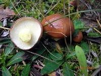 Лот: 4443975. Фото: 2. ассорти маринованных грибов-белые... Продукты