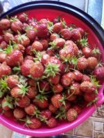 Лот: 16239878. Фото: 2. Клубника! Соберу по договору.5... Продукты