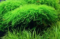 Лот: 15248016. Фото: 6. Мох Королевский Queen moss для...