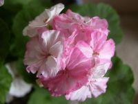 Лот: 4458030. Фото: 4. Пеларгония Claire, молодой куст. Красноярск