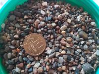 Лот: 18453219. Фото: 3. Грунт в аквариум, 18.2 кг. Растения и животные