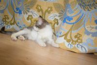 Лот: 10629732. Фото: 2. Кошечка Марфа. Срочно. Крысоловка. Животные и уход