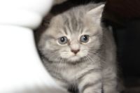 Лот: 14343812. Фото: 2. котята британци. Животные и уход