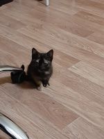 Лот: 15680541. Фото: 2. Котята. Животные и уход