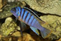 Лот: 16453972. Фото: 4. Псевдотрофеус трофеопс (Pseudotropheus... Красноярск