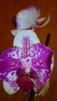 Лот: 6403941. Фото: 7. орхидея фаленопсис (цветок форма...
