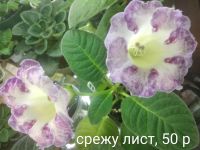 Лот: 18980045. Фото: 2. Глоксиния - лист срез . Комнатные растения и уход
