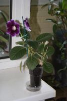 Лот: 4108535. Фото: 3. Глоксиния фиолетовая простая. Растения и животные