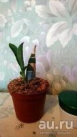 Лот: 13643054. Фото: 2. Продам орхидею Catasetum Tenebrorum... Комнатные растения и уход