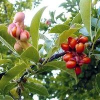 Лот: 9543742. Фото: 6. Магнолия кобус бореалис (Magnolia...