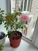 Лот: 20570034. Фото: 3. герань королевская. Растения и животные