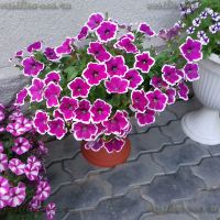 Лот: 15677913. Фото: 5. Рассада вегетативной петунии