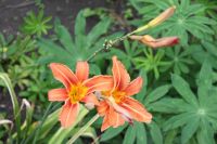 Лот: 9080648. Фото: 2. Лилейник 2 Hemerocallis Fulva... Семена, рассада, садовые растения
