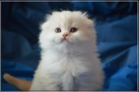 Лот: 5693785. Фото: 2. Клубный хайленд фолд, страйт. Животные и уход