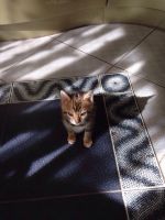 Лот: 6074701. Фото: 2. Бенгальские котята. Животные и уход