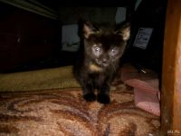 Лот: 10043890. Фото: 4. Отдам котят в добрые,хорошие руки. Красноярск