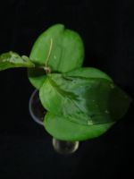 Лот: 16409882. Фото: 3. Хойя-Hoya Ricardo=Hoya SS 13-05... Растения и животные