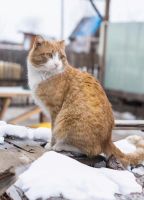 Лот: 6659178. Фото: 2. Кот мышелов. Животные и уход