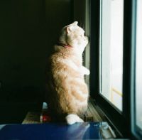 Лот: 4989342. Фото: 5. Цветная фотоплёнка Fujifilm PRO...