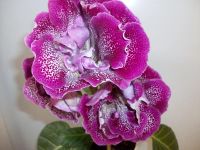 Лот: 4955049. Фото: 6. Глоксиния махровая сорт НТ-Пелагея...
