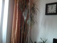 Лот: 11307515. Фото: 3. Драцена большая1,5м украсит любую... Растения и животные